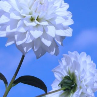 blanco natural de la flor Fondo de Pantalla de iPhoneSE / iPhone5s / 5c / 5