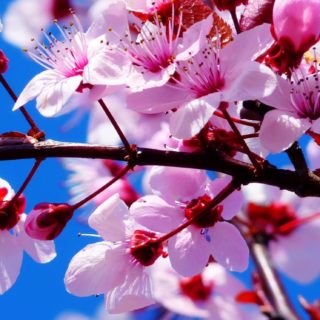 Flor natural de color rosa Fondo de pantalla iPhone SE / iPhone5s / 5c / 5