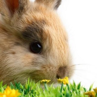 conejo Animal Fondo de pantalla iPhone SE / iPhone5s / 5c / 5