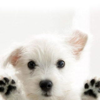 animales perro blanco Fondo de pantalla iPhone SE / iPhone5s / 5c / 5