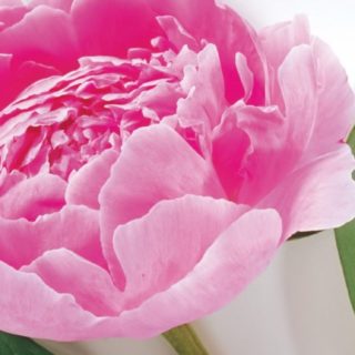 Flor natural de color rosa Fondo de pantalla iPhone SE / iPhone5s / 5c / 5