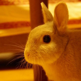 conejo Animal Fondo de Pantalla de iPhoneSE / iPhone5s / 5c / 5