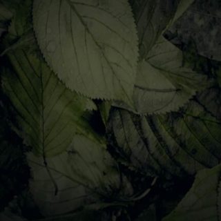 Natural hojas caídas negro Fondo de pantalla iPhone SE / iPhone5s / 5c / 5