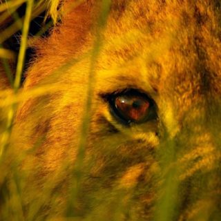 del animal del león Fondo de pantalla iPhone SE / iPhone5s / 5c / 5
