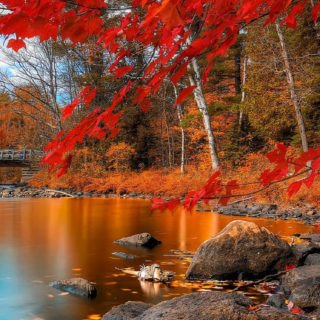 Paisaje de otoño hojas rojo Fondo de pantalla iPhone SE / iPhone5s / 5c / 5