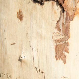 pared árbol marrón Fondo de Pantalla de iPhoneSE / iPhone5s / 5c / 5