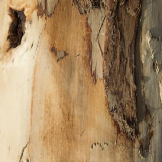 pared árbol marrón Fondo de pantalla iPhone SE / iPhone5s / 5c / 5