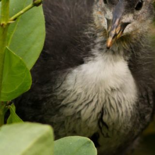 Animales Pájaros Naturaleza Fondo de pantalla iPhone SE / iPhone5s / 5c / 5