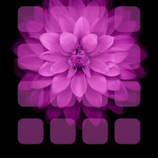 Estante flores púrpuras del negro Fondo de Pantalla de iPhoneSE / iPhone5s / 5c / 5