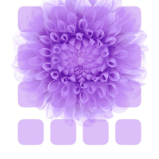 estantería púrpura flor blanca Fondo de Pantalla de iPhoneSE / iPhone5s / 5c / 5