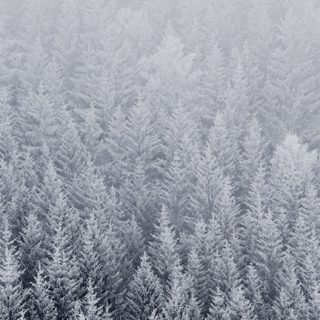 Mori paisaje blanco como la nieve Fondo de Pantalla de iPhoneSE / iPhone5s / 5c / 5