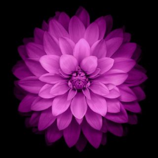 flor púrpura negro Fondo de Pantalla de iPhoneSE / iPhone5s / 5c / 5