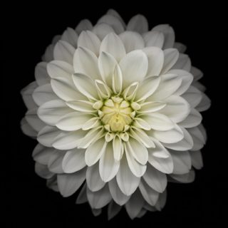 flor blanca y negro Fondo de Pantalla de iPhoneSE / iPhone5s / 5c / 5