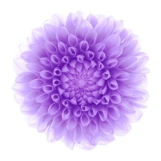 flor blanca púrpura Fondo de Pantalla de iPhoneSE / iPhone5s / 5c / 5