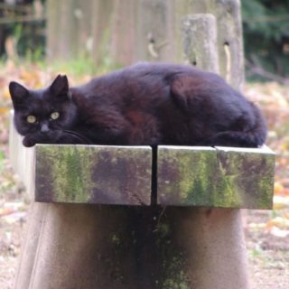 del animal del gato negro Fondo de pantalla iPhone SE / iPhone5s / 5c / 5