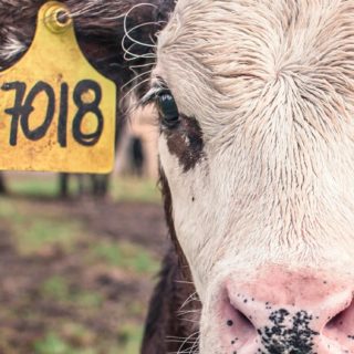 animales de la vaca Fondo de Pantalla de iPhoneSE / iPhone5s / 5c / 5