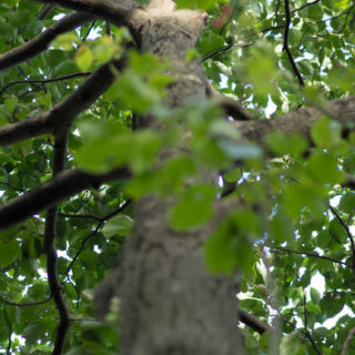 árbolmidori Natural Fondo de pantalla iPhone SE / iPhone5s / 5c / 5