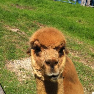 Paisaje de alpaca animales Fondo de pantalla iPhone SE / iPhone5s / 5c / 5