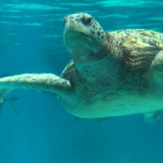 azul tortuga marina Animal Fondo de Pantalla de iPhoneSE / iPhone5s / 5c / 5