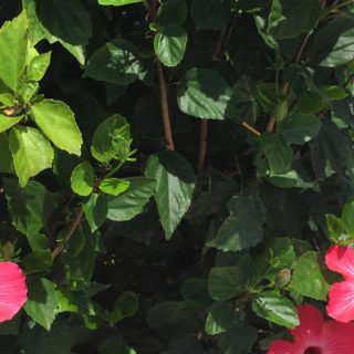 flor de hibisco planta verde rojo Fondo de pantalla iPhone SE / iPhone5s / 5c / 5