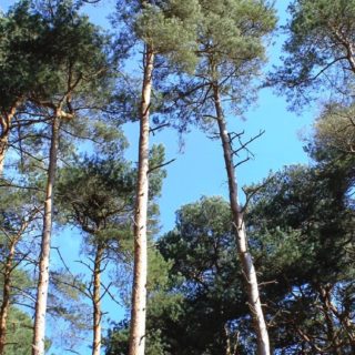cielo paisaje de árboles forestales Fondo de pantalla iPhone SE / iPhone5s / 5c / 5