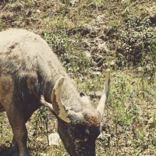 Animal pradera cabra paisaje Fondo de Pantalla de iPhoneSE / iPhone5s / 5c / 5
