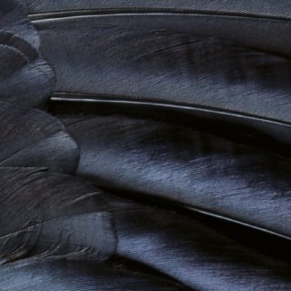 Patrón de plumas negro guay iOS9 Fondo de Pantalla de iPhoneSE / iPhone5s / 5c / 5