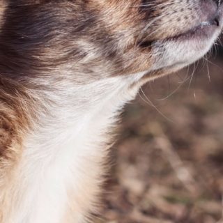 perro paisaje animal Fondo de pantalla iPhone SE / iPhone5s / 5c / 5