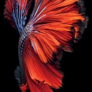 iOS9 negro guay pescado rojo Fondo de Pantalla de iPhoneSE / iPhone5s / 5c / 5