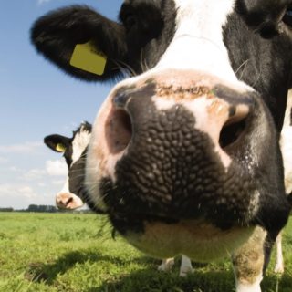 Vaca animales pátina paisaje Fondo de pantalla iPhone SE / iPhone5s / 5c / 5