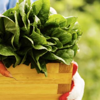 los alimentos vegetales de colores marrón verde Fondo de Pantalla de iPhoneSE / iPhone5s / 5c / 5