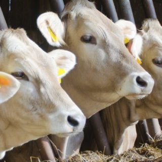 Bovinos Fondo de pantalla iPhone SE / iPhone5s / 5c / 5