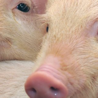 Cerdo melocotón animales Fondo de pantalla iPhone SE / iPhone5s / 5c / 5