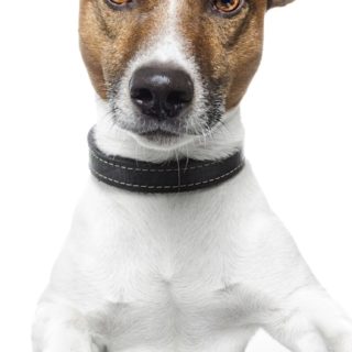 Teclado animales perro Fondo de pantalla iPhone SE / iPhone5s / 5c / 5