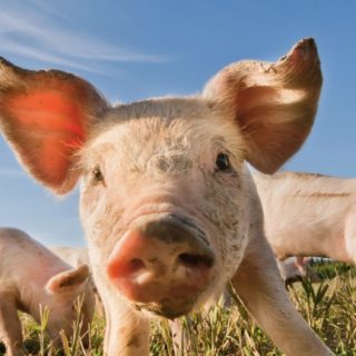 animales cerdo Fondo de pantalla iPhone SE / iPhone5s / 5c / 5