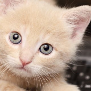 Teclado animales gato las mujeres con niños Fondo de pantalla iPhone SE / iPhone5s / 5c / 5
