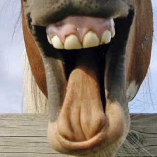 Animales caballo marrón Fondo de pantalla iPhone SE / iPhone5s / 5c / 5