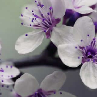 Planta flores púrpura blanca Fondo de Pantalla de iPhoneSE / iPhone5s / 5c / 5