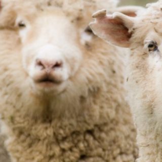 ovejas Animal Fondo de pantalla iPhone SE / iPhone5s / 5c / 5
