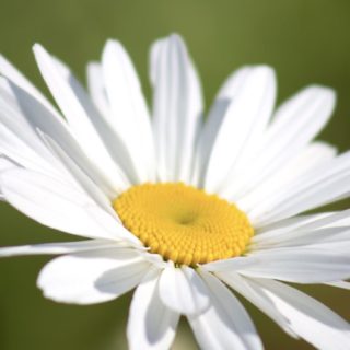 Planta flores blanco Fondo de pantalla iPhone SE / iPhone5s / 5c / 5