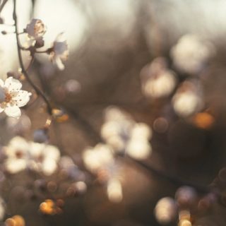 Paisaje de la flor de cerezo Fondo de pantalla iPhone SE / iPhone5s / 5c / 5