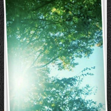 Árboles para el sol Fondo de Pantalla de iPhone6s / iPhone6