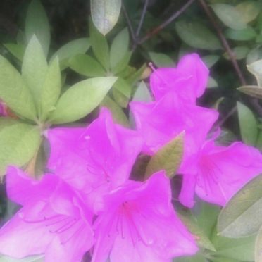 Flor de la azalea Fondo de Pantalla de iPhone6s / iPhone6
