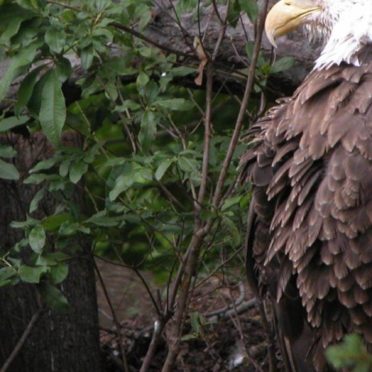 águila Animal Fondo de Pantalla de iPhone6s / iPhone6