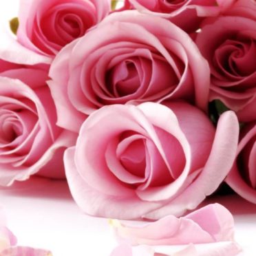 Flor natural de color rosa Fondo de Pantalla de iPhone6s / iPhone6