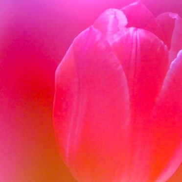 rojo natural de la flor Fondo de Pantalla de iPhone6s / iPhone6