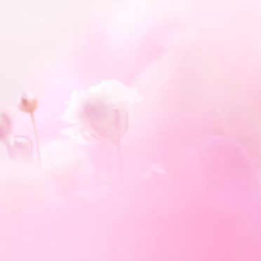 Flor natural de color rosa Fondo de Pantalla de iPhone6s / iPhone6