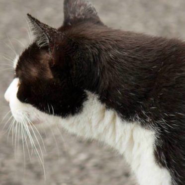 gato blanco y negro Fondo de Pantalla de iPhone6s / iPhone6
