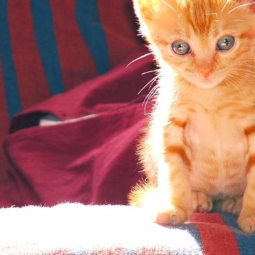 gatito del gato Fondo de Pantalla de iPhone6s / iPhone6