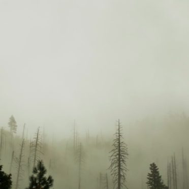 paisaje de bosque oscuro Fondo de Pantalla de iPhone6s / iPhone6